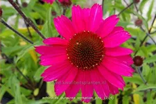 Echinacea purpurea 'Sensation Pink'®