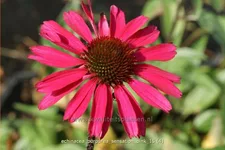 Echinacea purpurea 'Sensation Pink'®