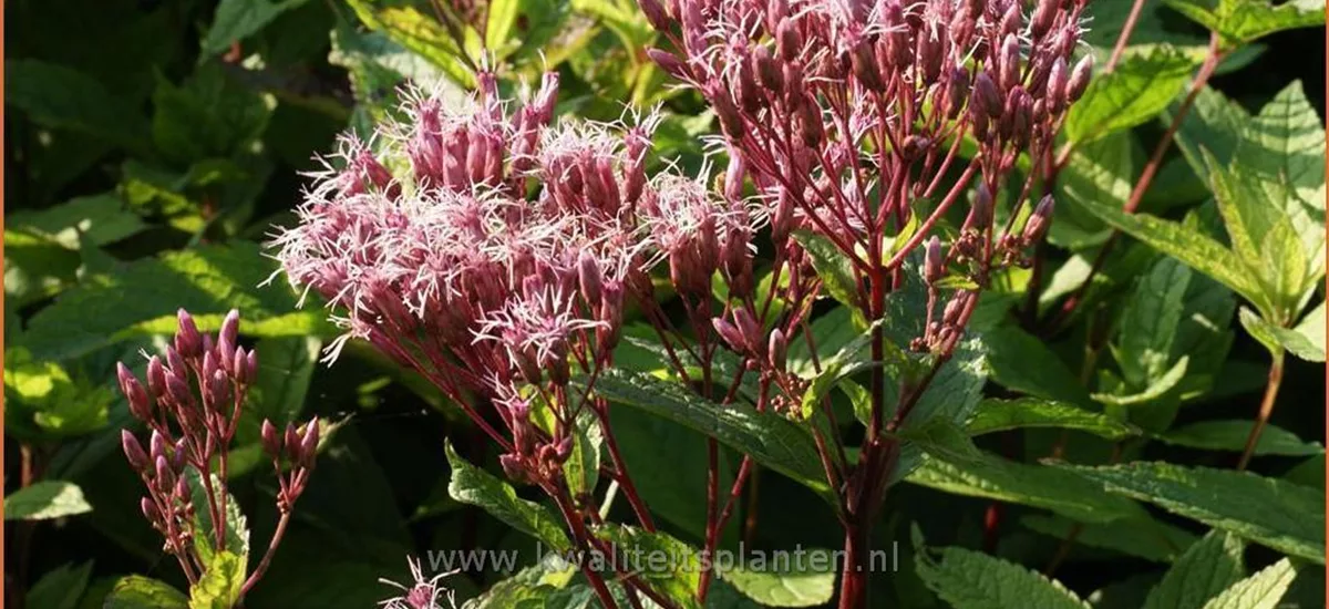Eupatorium dubium 'Little Joe'