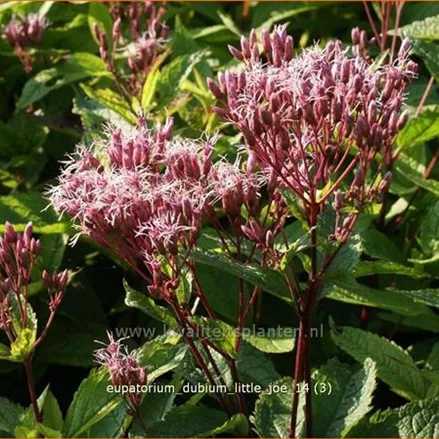 Eupatorium dubium 'Little Joe'