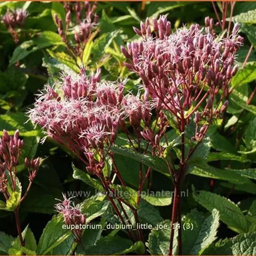 Eupatorium dubium 'Little Joe'
