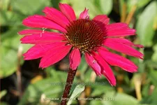 Echinacea purpurea 'Sensation Pink'®