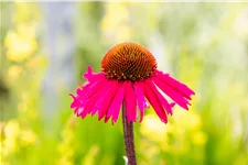 Echinacea purpurea 'Sensation Pink'®