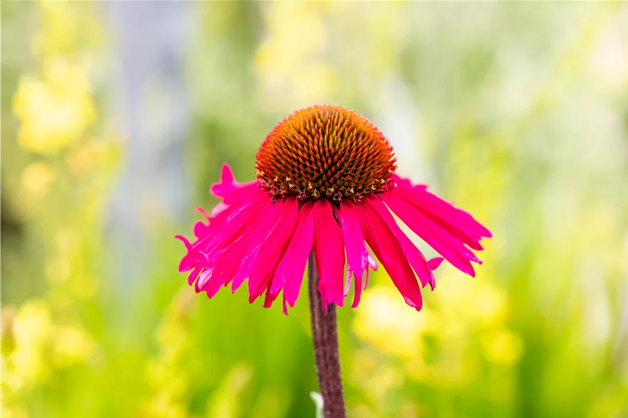 Echinacea purpurea 'Sensation Pink'®