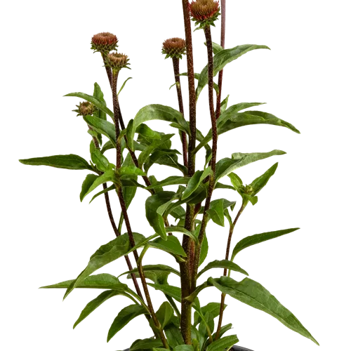 Echinacea purpurea 'Sensation Pink'®