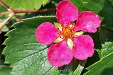 Fragaria x ananassa 'Red Ruby'®