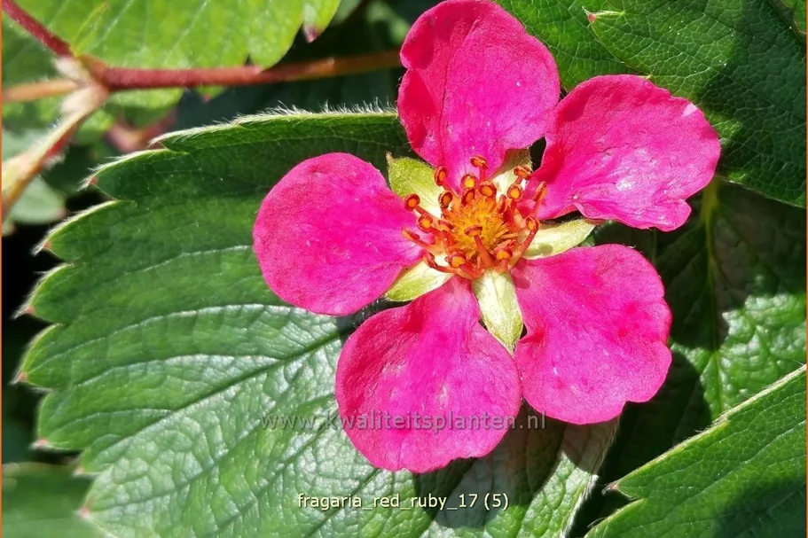 Fragaria x ananassa 'Red Ruby'®