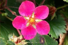 Fragaria x ananassa 'Red Ruby'®