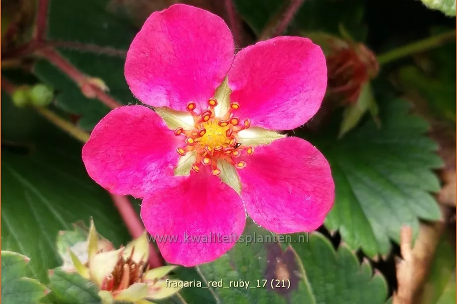 Fragaria x ananassa 'Red Ruby'®