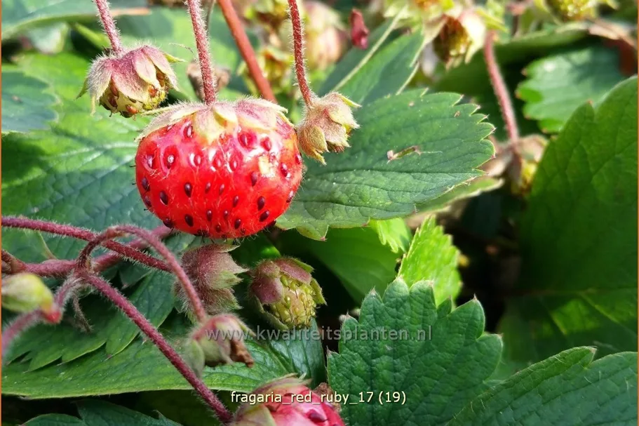 Fragaria x ananassa 'Red Ruby'®