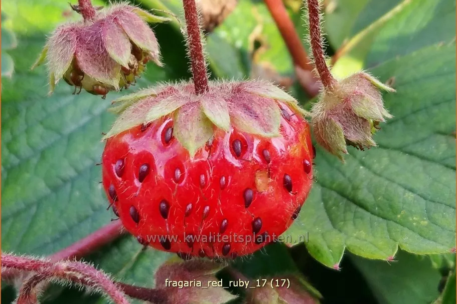 Fragaria x ananassa 'Red Ruby'®