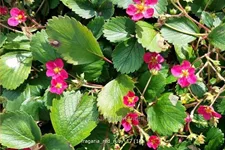 Fragaria x ananassa 'Red Ruby'®