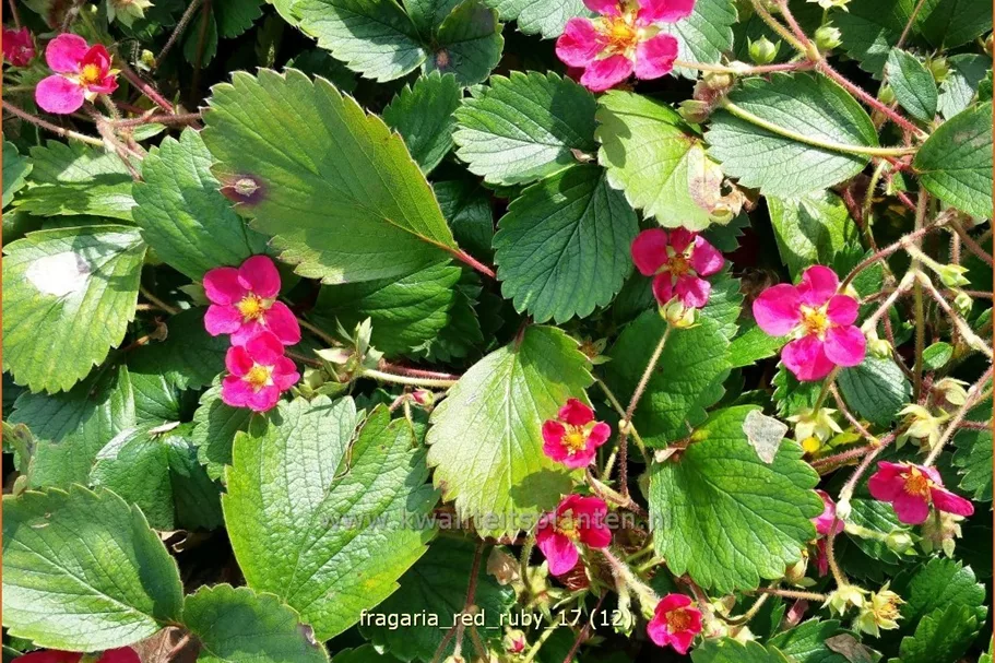 Fragaria x ananassa 'Red Ruby'®