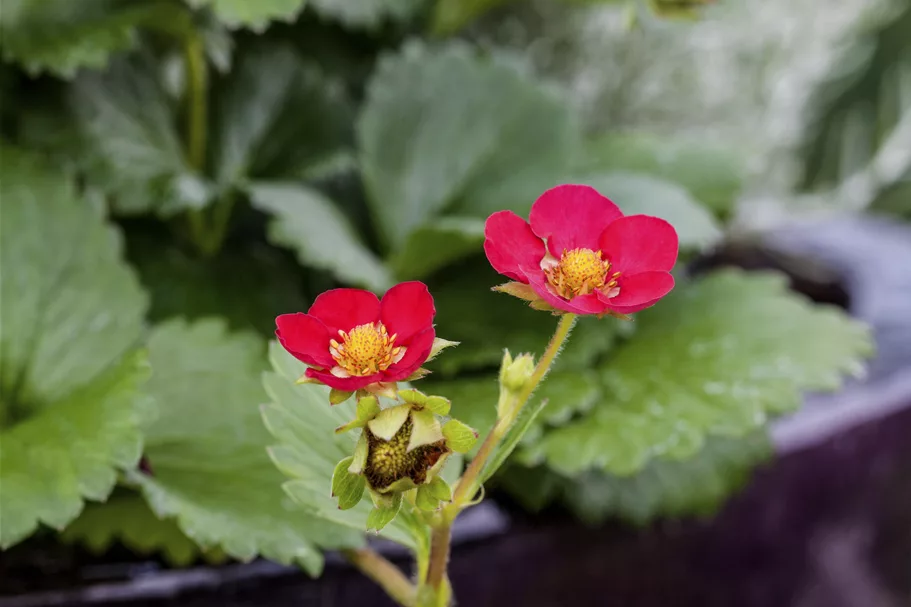 Fragaria x ananassa 'Red Ruby'®