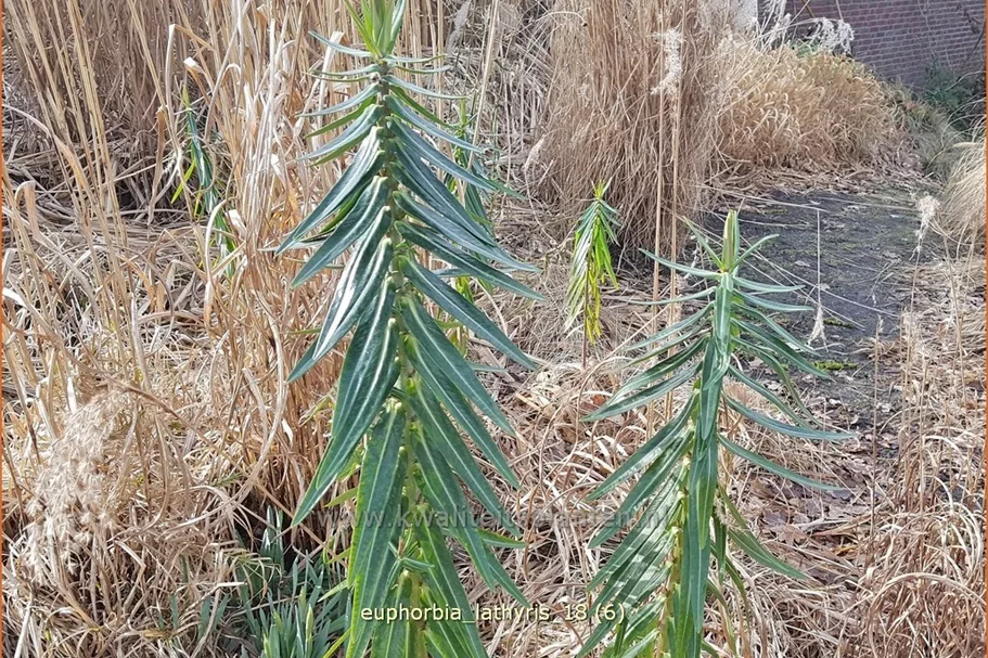 Euphorbia lathyris