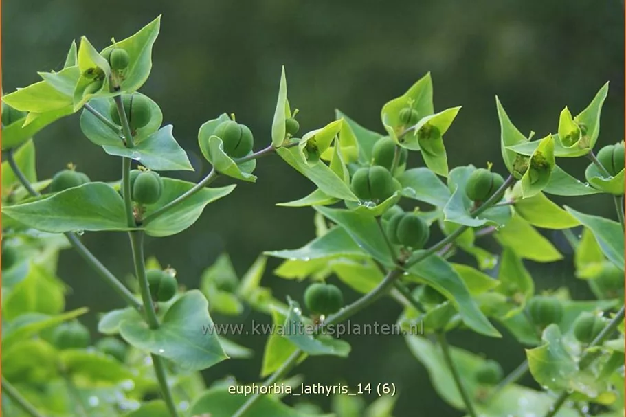Euphorbia lathyris