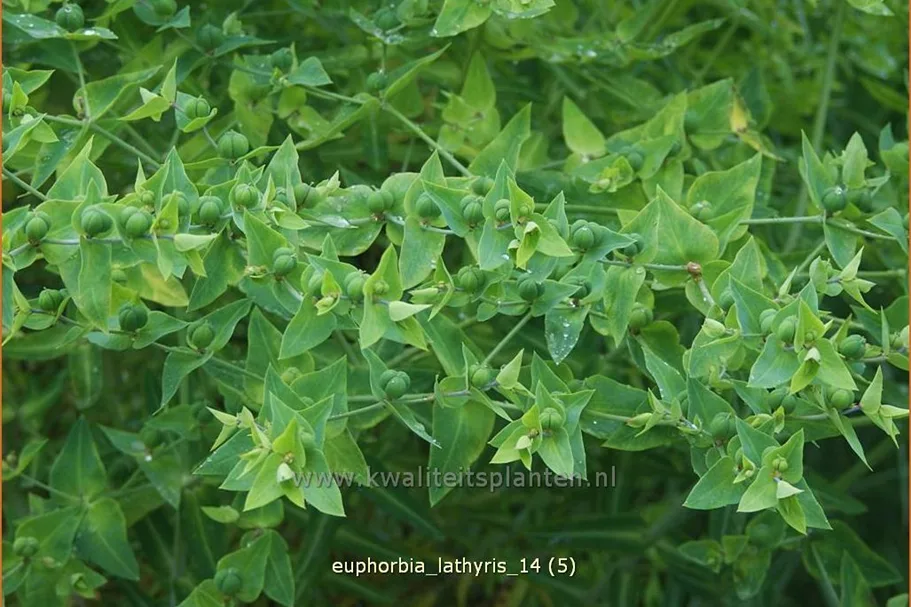 Euphorbia lathyris