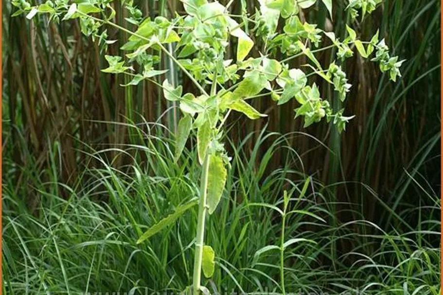 Euphorbia lathyris