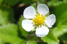 Fragaria vesca