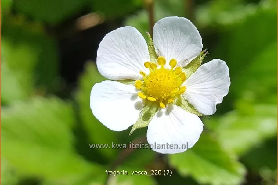 Fragaria vesca