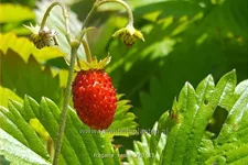 Fragaria vesca