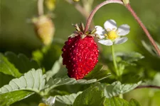 Fragaria vesca