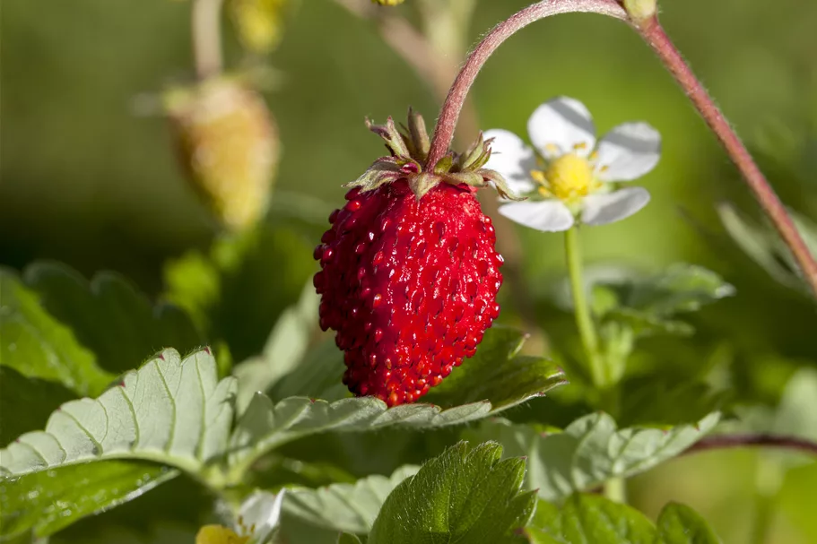 Fragaria vesca