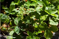 Fragaria vesca