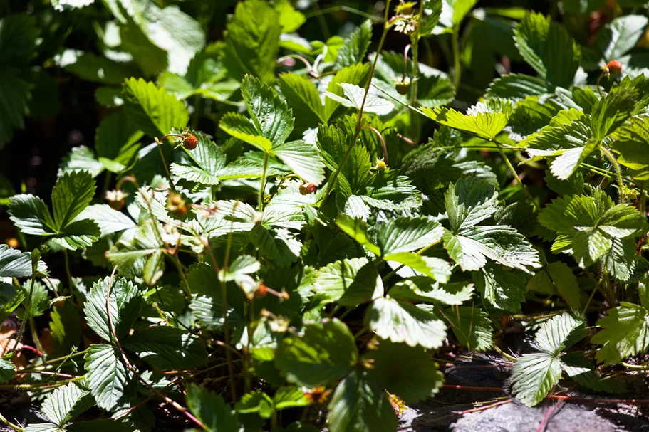 Fragaria vesca