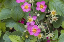 Fragaria vesca