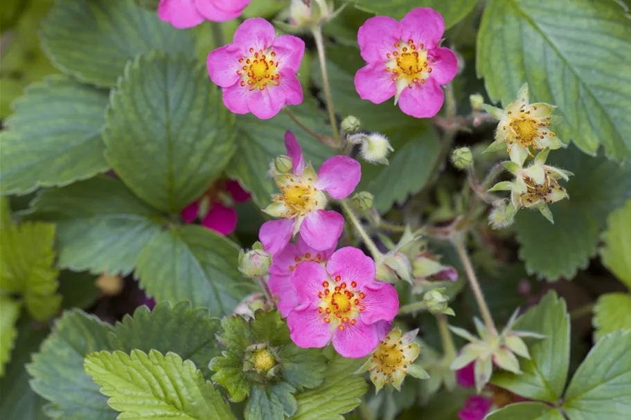 Fragaria vesca