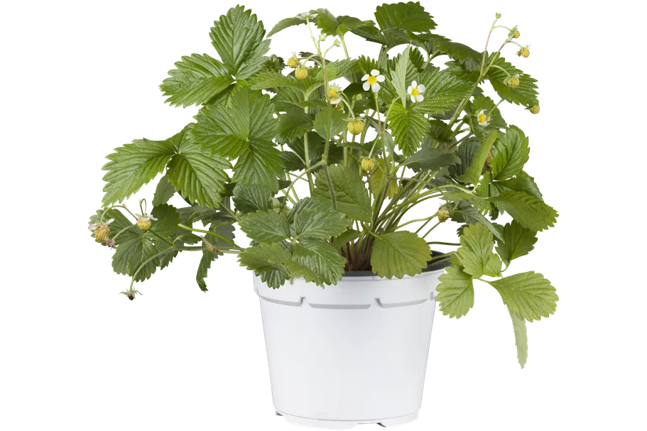 Fragaria vesca