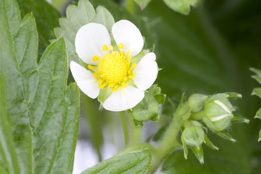 Fragaria vesca