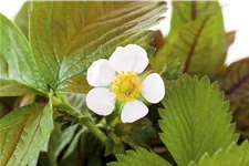 Fragaria vesca