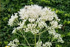 Eupatorium fistulosum 'Bartered Bride'
