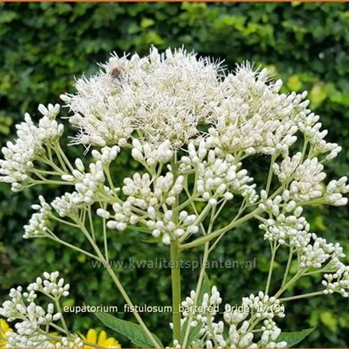 Eupatorium fistulosum 'Bartered Bride'