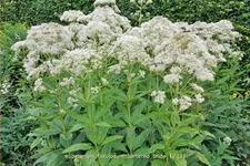 Eupatorium fistulosum 'Bartered Bride'