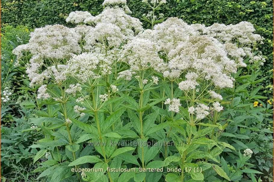 Eupatorium fistulosum 'Bartered Bride'