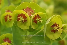 Euphorbia x martinii 'Kolibri'