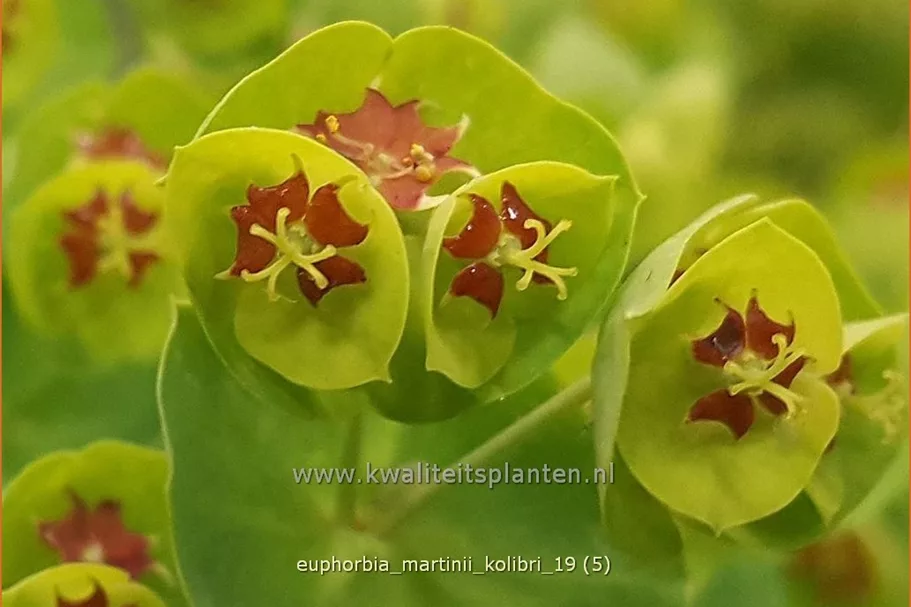 Euphorbia x martinii 'Kolibri'