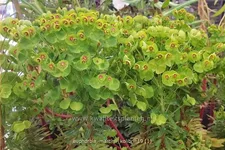 Euphorbia x martinii 'Kolibri'