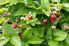 Fragaria vesca var. semperflorens 'Alexandria'®