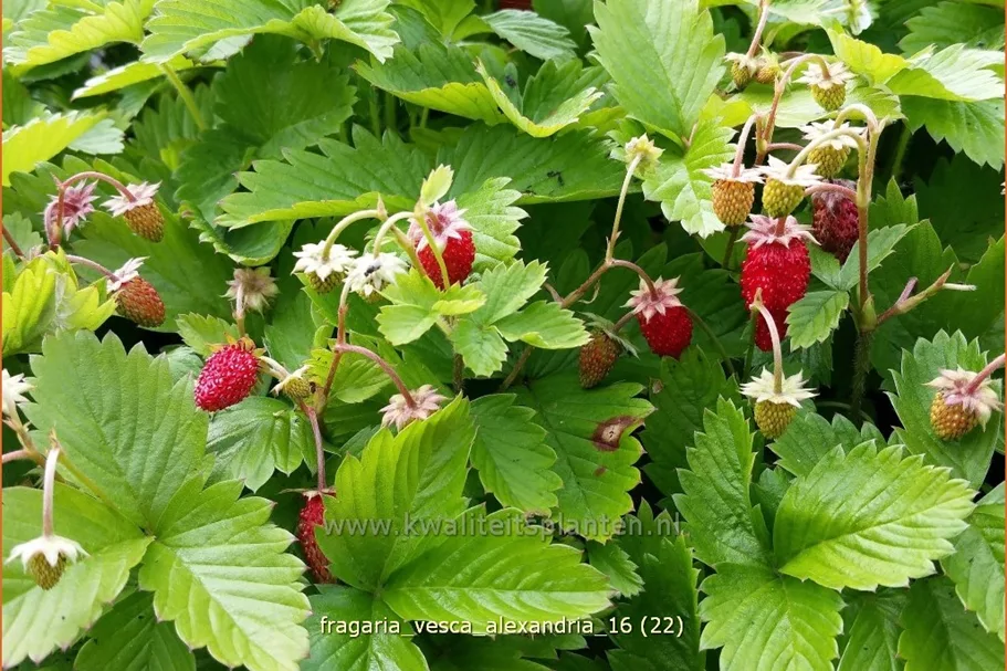 Fragaria vesca var. semperflorens 'Alexandria'®