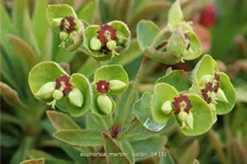 Euphorbia x martinii 'Kolibri'