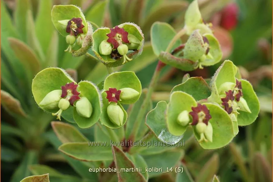 Euphorbia x martinii 'Kolibri'