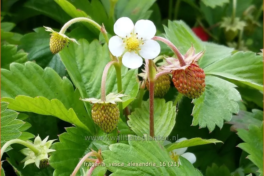 Fragaria vesca var. semperflorens 'Alexandria'®