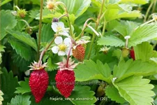 Fragaria vesca var. semperflorens 'Alexandria'®