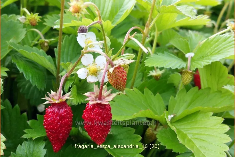 Fragaria vesca var. semperflorens 'Alexandria'®
