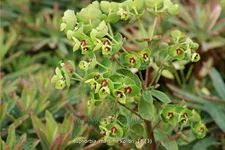 Euphorbia x martinii 'Kolibri'