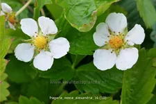 Fragaria vesca var. semperflorens 'Alexandria'®